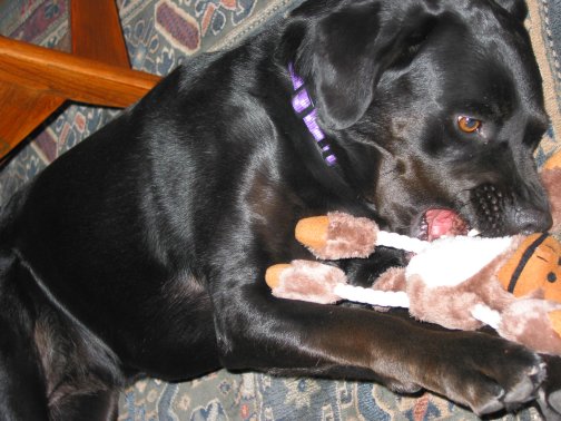 I like my monkey