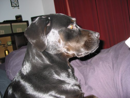 I'm queen of the bed