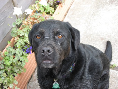 What do you mean dirt face?