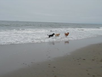 I love to run on the beach with Persi and Mango