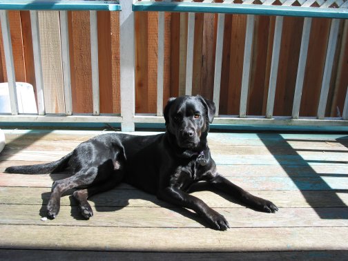 In the sun on the deck